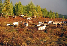 Mongolia-Hovsgol-Trails of the Tsaatan Nomads